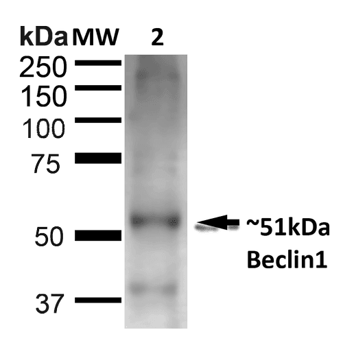 BECN1 / Beclin-1 Antibody