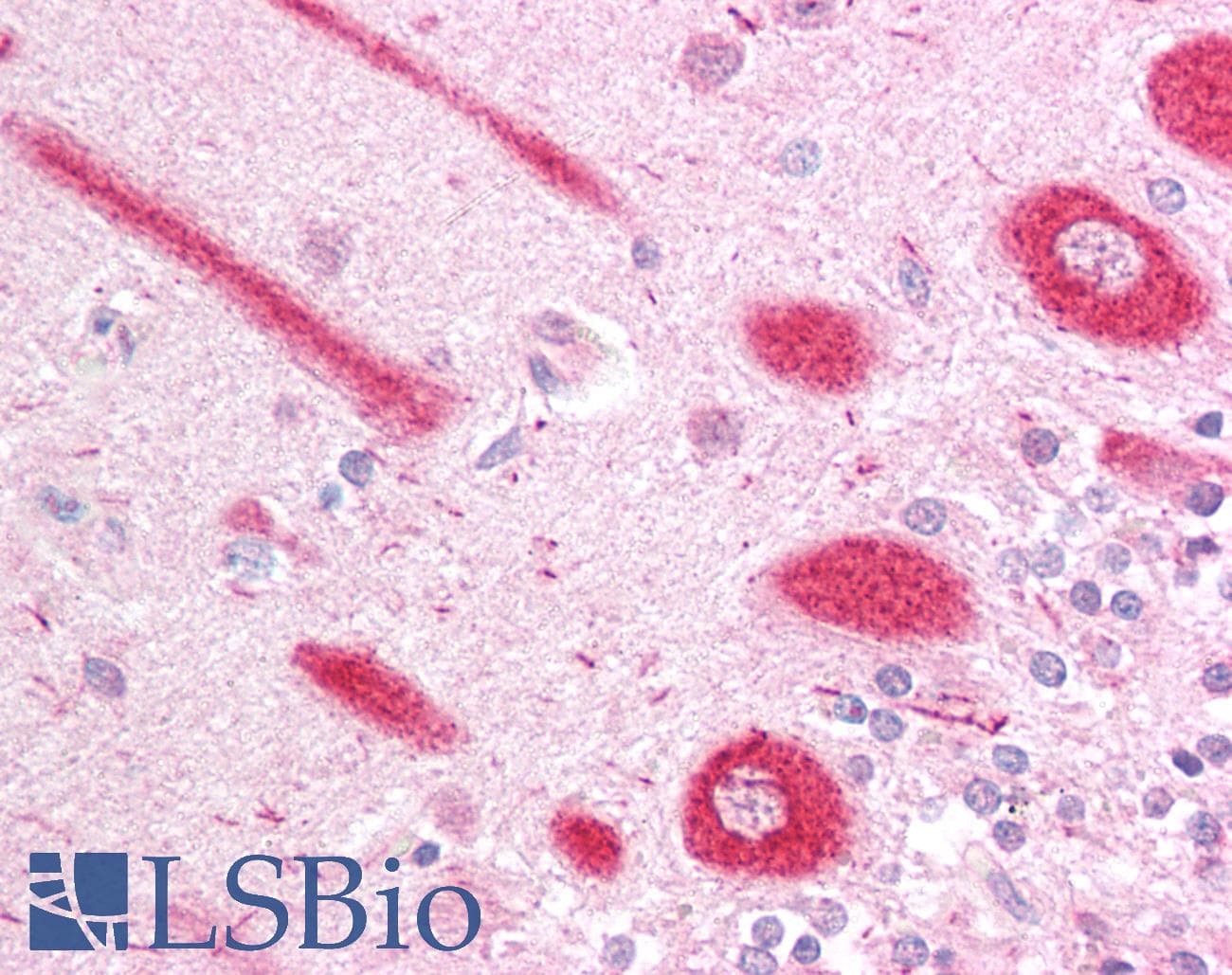 IHC-plus™ ECSIT Antibody