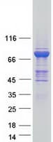 Human MX1 / MX Protein (Recombinant Myc-DDK (Flag))