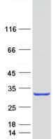 Human MYL4 Protein (Recombinant Myc-DDK (Flag))