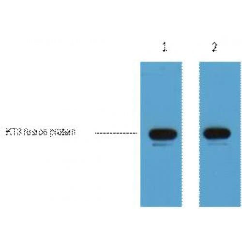 KT3 Tag Antibody (clone 3D11)