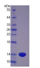 Pig MSTN / GDF8 / Myostatin Protein (Recombinant His, N-Terminal)