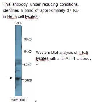 Polyclonal Rabbit anti-Human ATF1 Antibody (WB)