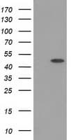 PACSIN3 Antibody (clone OTI2A3)