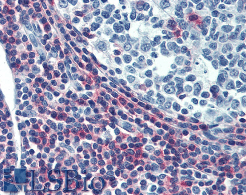 ICAM3 / CD50 Antibody (clone MEM-04, Low Endotoxin)