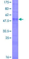 Human OR51G2 Protein (Recombinant GST)