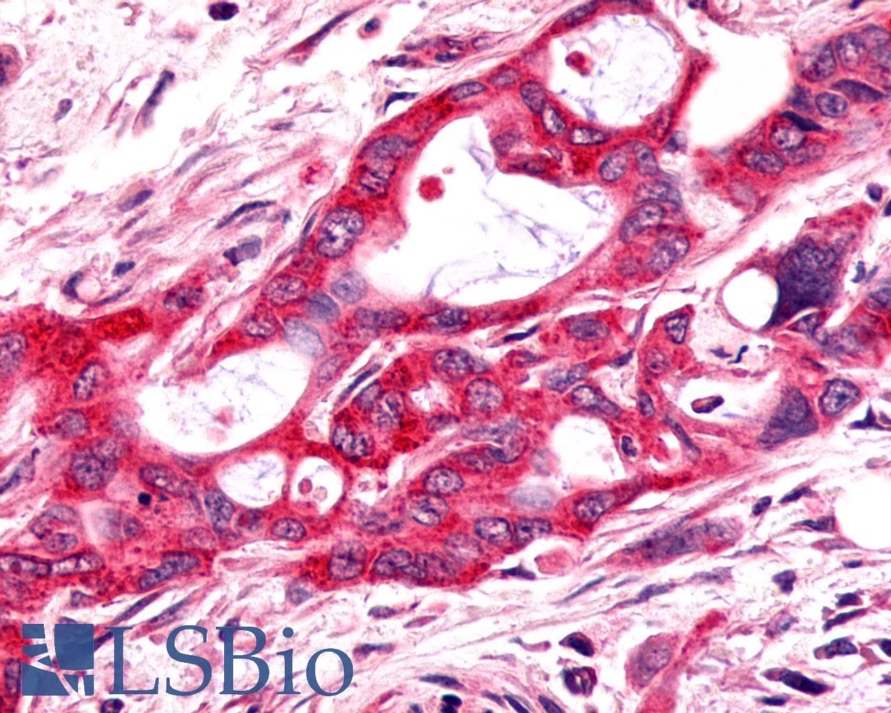 PathPlus™ FZD9 / Frizzled 9 Antibody (N-Terminus)