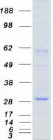 Human AQP1 / Aquaporin 1 Protein (Recombinant Myc-DDK (Flag))