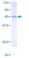 Human AHSA1 / AHA1 Protein (Recombinant GST)