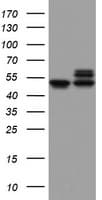 NDUFS2 Antibody (aa205-463, clone OTI1D5, Carrier-free)