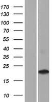 Human CD300LD Protein (Over-Expression Lysate Myc-DDK (Flag))