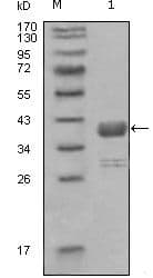 ABL1 / c-ABL Antibody (Amino Acid: 577-650, clone 7B11D6)