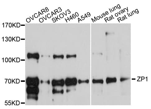 ZP1 Antibody