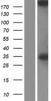 Human SPTBN2 Protein (Over-Expression Lysate Myc-DDK (Flag))