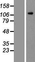 CD135 / FLT3 Protein (Over-Expression Lysate Myc-DDK (Flag))