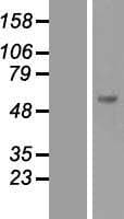 SOCS5 Protein (Over-Expression Lysate Myc-DDK (Flag))