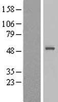 SNX32 Protein (Over-Expression Lysate Myc-DDK (Flag))