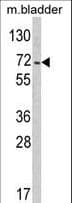PTPN11 / SHP-2 / NS1 Antibody (aa520-547)