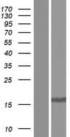 TGFA / TGF Alpha Protein (Over-Expression Lysate Myc-DDK (Flag))