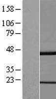 GKAP1 Protein (Over-Expression Lysate Myc-DDK (Flag))