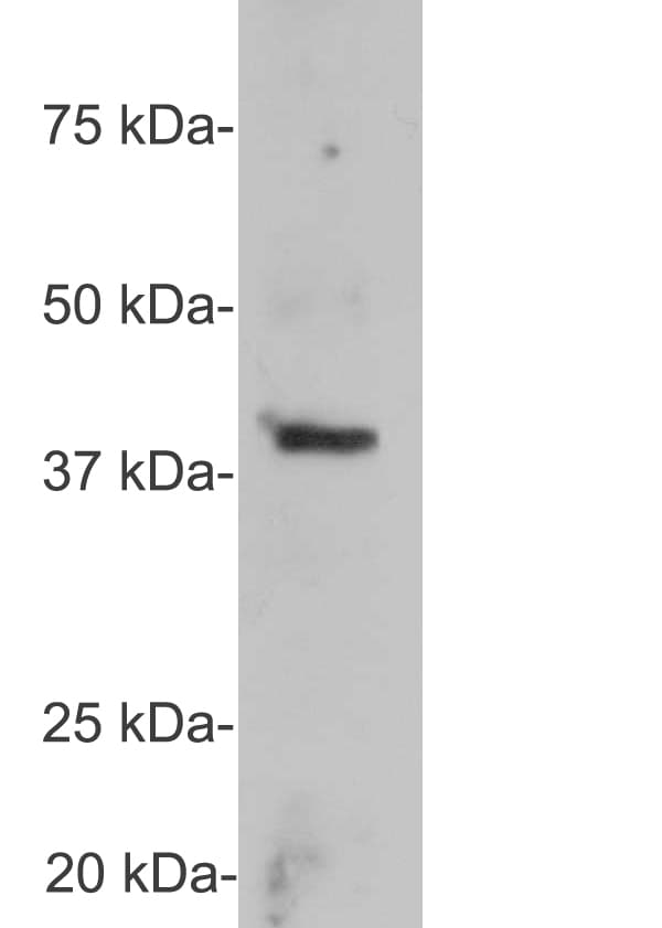 Polyclonal Rabbit anti-Rat GAP43 Antibody (aa216-226, IF, WB)