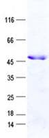 Human EBI3 / IL-27B Protein (Recombinant GST, N-terminus + His, C-terminus)