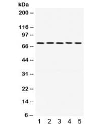 LIMK1 / LIMK Antibody