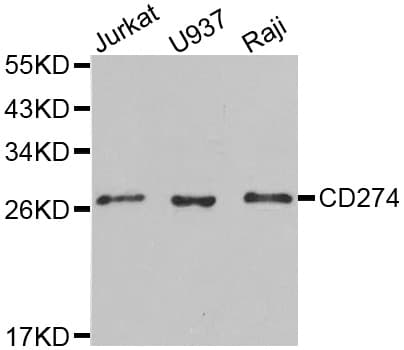 CD274 / B7-H1 / PD-L1 Antibody