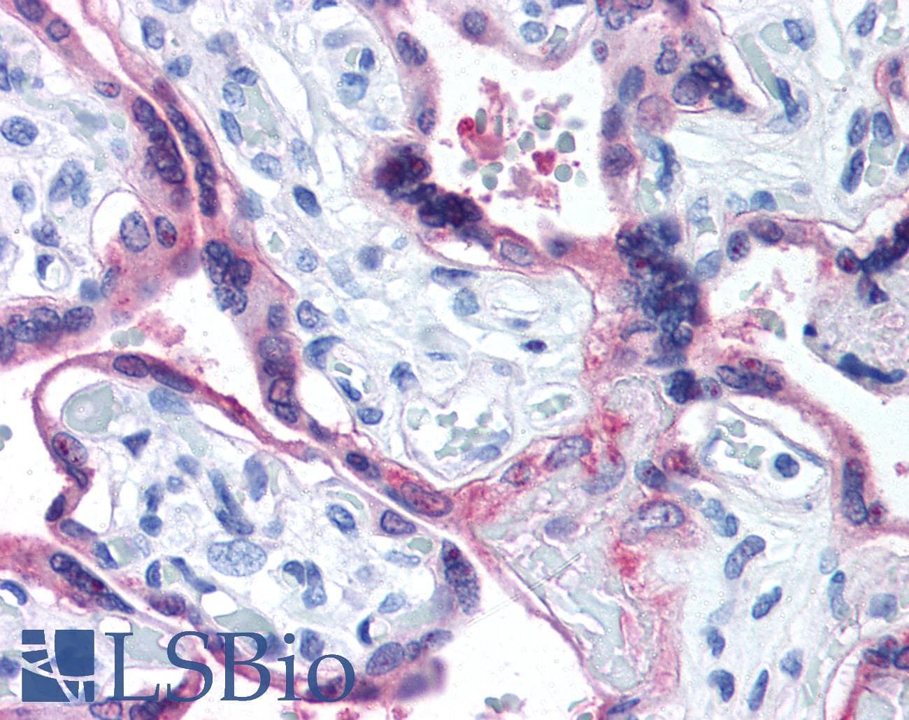 IHC-plus™ CYP19 / Aromatase Antibody (aa400-502)