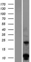 DUSP15 Protein (Over-Expression Lysate Myc-DDK (Flag))