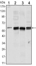 AKT1 Antibody (clone 3A3)