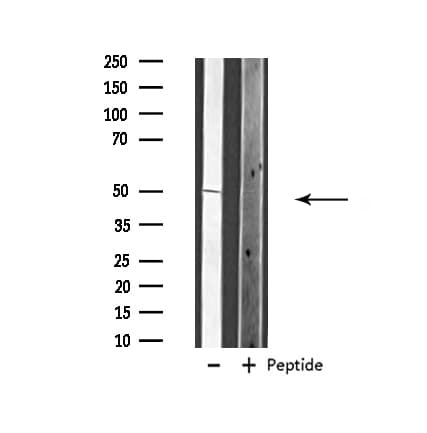 VANGL1 Antibody
