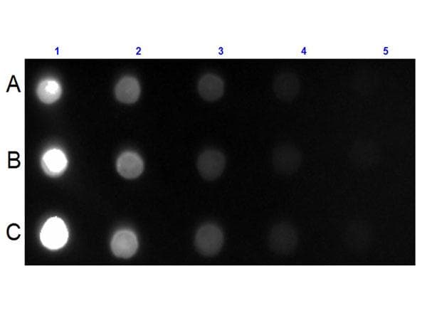 Goat Anti-Mouse IgG Secondary Antibody (FITC)