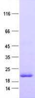 Human SUMO1 / SMT3 Protein (Recombinant His, N-Terminal)