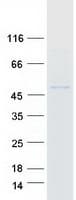 Human POFUT1 Protein (Recombinant Myc-DDK (Flag))