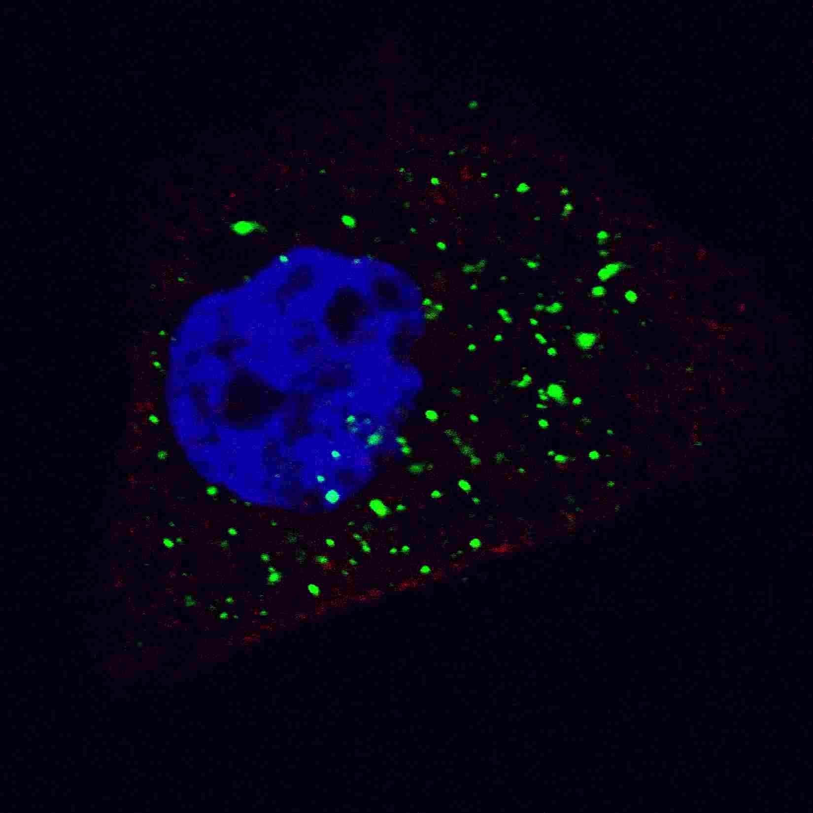APG4B / ATG4B Antibody (aa358-390)