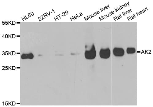 AK2 / Adenylate Kinase 2 Antibody