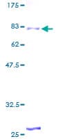 Human ZNF25 Protein (Recombinant GST)