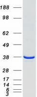 Human HMOX2 / Heme Oxygenase 2 Protein (Recombinant Myc-DDK (Flag))