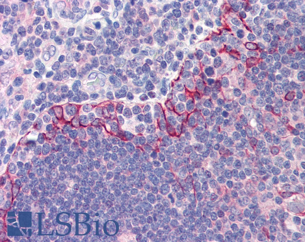 IHC-plus™ TLR6 Antibody