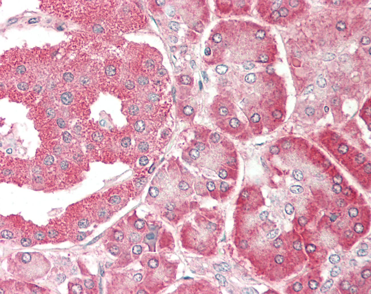 EEF1D Antibody (aa160-209)