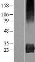 STARD3NL Protein (Over-Expression Lysate Myc-DDK (Flag))
