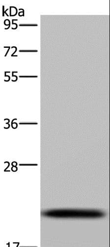 C6orf66 Antibody