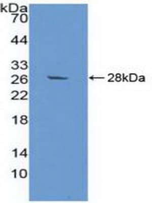 AZGP1 / ZAG Antibody (aa148-298)