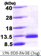 Human BMP2 Protein (Recombinant)