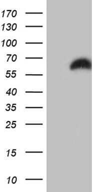 Monoclonal Mouse anti-Human RBMS3 Antibody (clone OTI8E5, Carrier-free, aa1-437, WB)