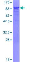 Human PAXBP1 / GCFC1 Protein (Recombinant GST)