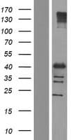 NFYC Protein (Over-Expression Lysate Myc-DDK (Flag))