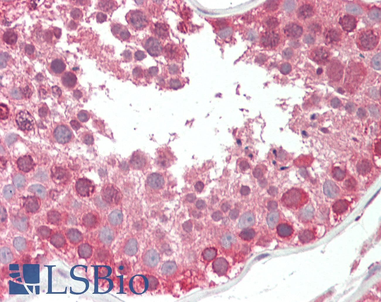 IHC-plus™ COG7 Antibody (aa741-752)