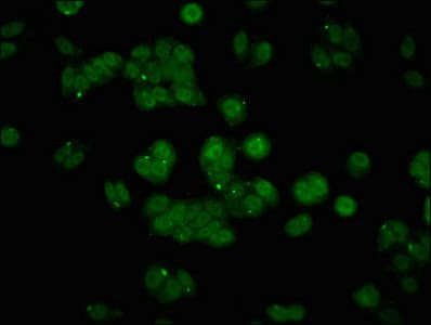 Polyclonal Rabbit anti-Human API5 Antibody (IF)